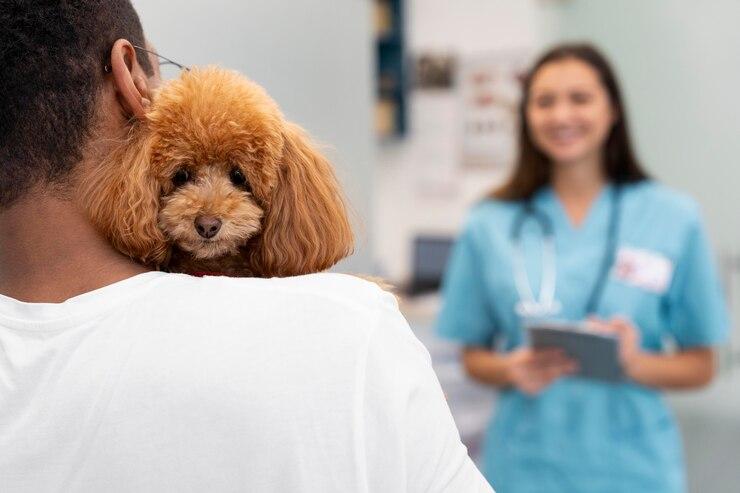 Clínica Veterinária Perto de Mim: Onde Encontrar os Melhores Cuidados para o seu Pet