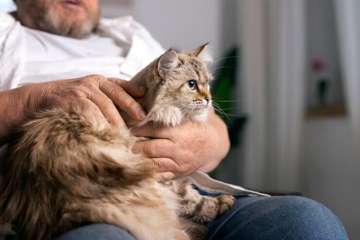 Atendimento Veterinário Domiciliar: O conforto e a comodidade para o seu animal