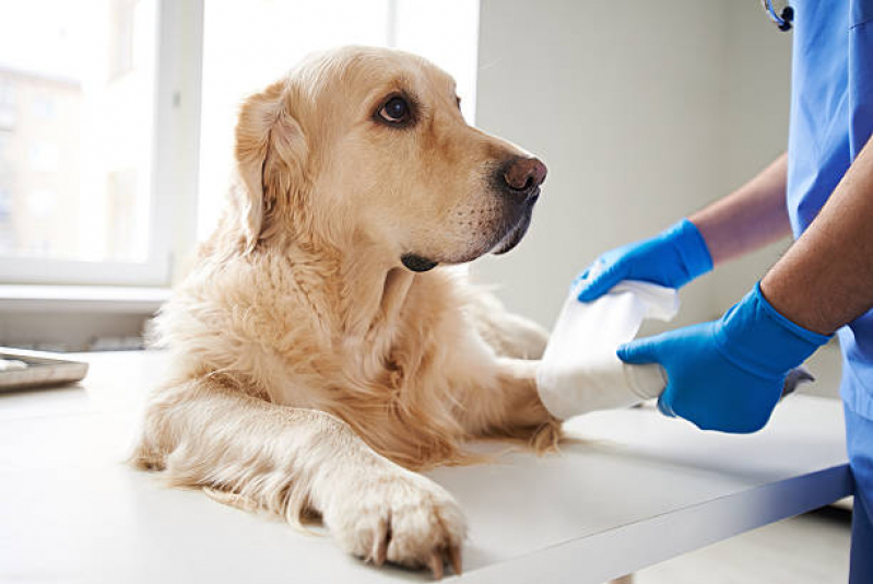 Agendamento de Exame de Sangue para Cachorro Matão - Exames em Gatos