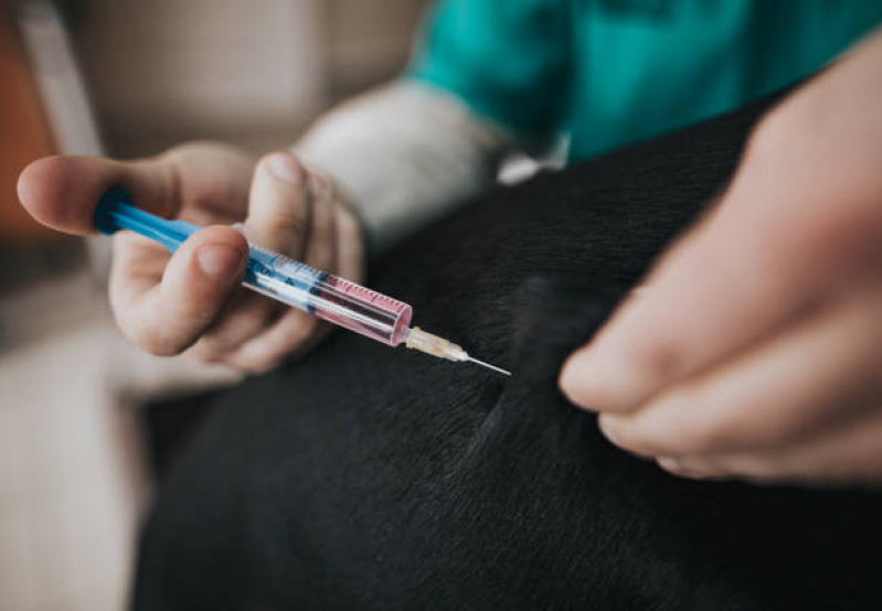 Agendamento de Exames em Cachorros Jardim Santiago - Exame de Sangue para Cachorro