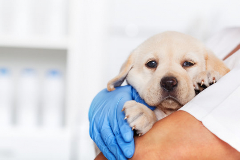Agendamento de Ultrassom Abdominal Cachorro Loteamento Remanso Campineiro - Exame para Pet