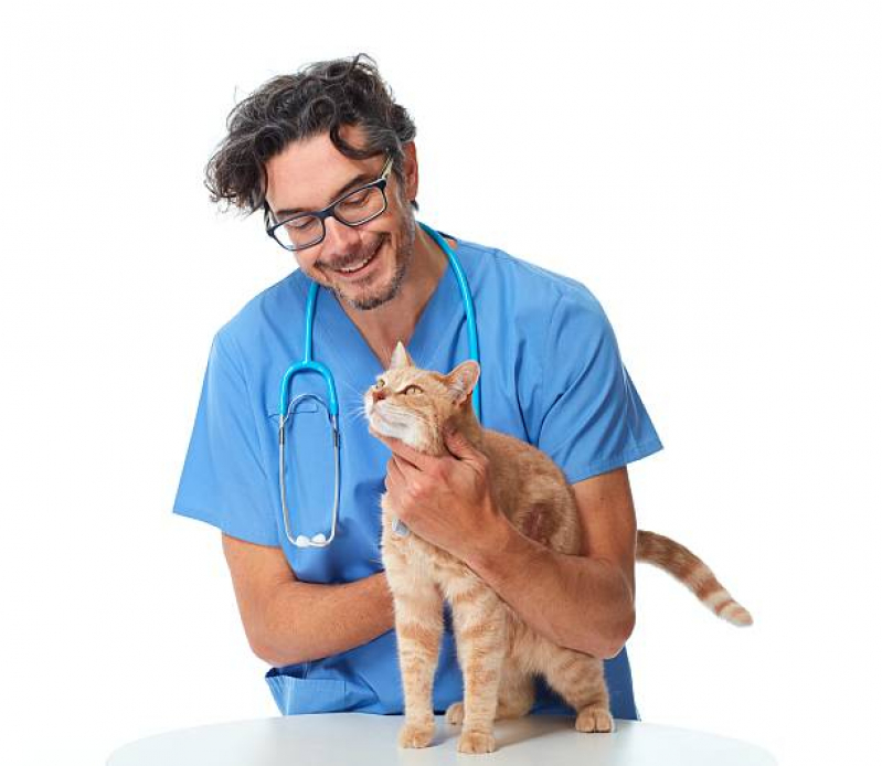 Agendamento em Consulta de Rotina para Gatos Res. São Luiz - Consulta Veterinária para Felino