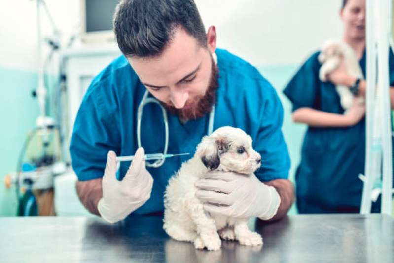 Aplicação de Vacina Cachorro Filhote Res. São Luiz - Vacina Leishmaniose Canina