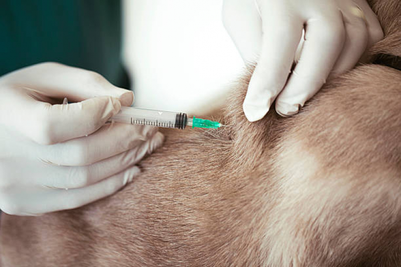 Aplicação de Vacina contra Giárdia para Cães Parque São Jorge - Vacina V5 para Gato