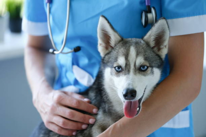 Aplicação de Vacina contra Gripe para Cães Jardim Minda - Vacina contra Leptospirose para Cães