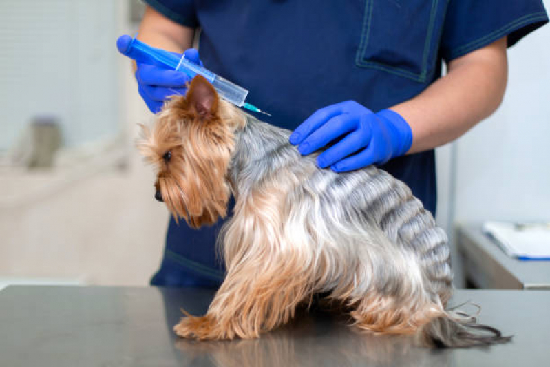 Aplicação de Vacina contra Leptospirose para Cães Chácaras de Recreio - Vacina V10 para Cães Sumaré