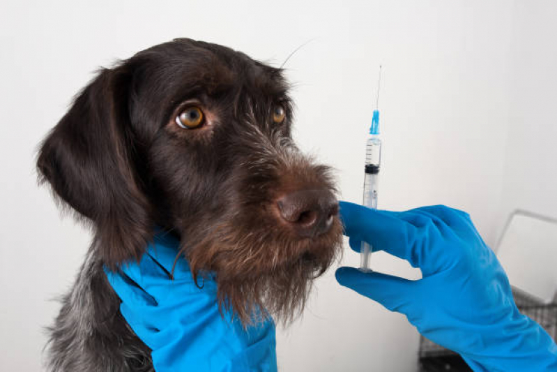Aplicação de Vacina da Raiva para Cachorro Jardim Viagem - Vacina contra Gripe para Cães