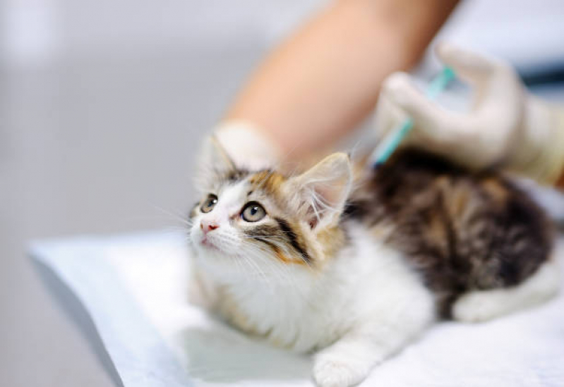 Aplicação de Vacina de Raiva para Gatos Jardim Lirio - Vacina Antirrábica Gato