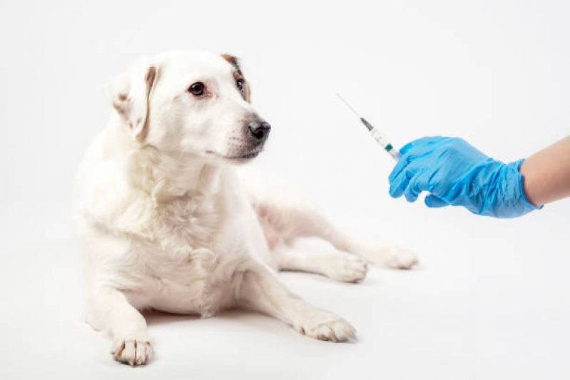 Aplicação de Vacina Filhote Cachorro Jardim Golden Park - Vacina Leishmaniose Canina