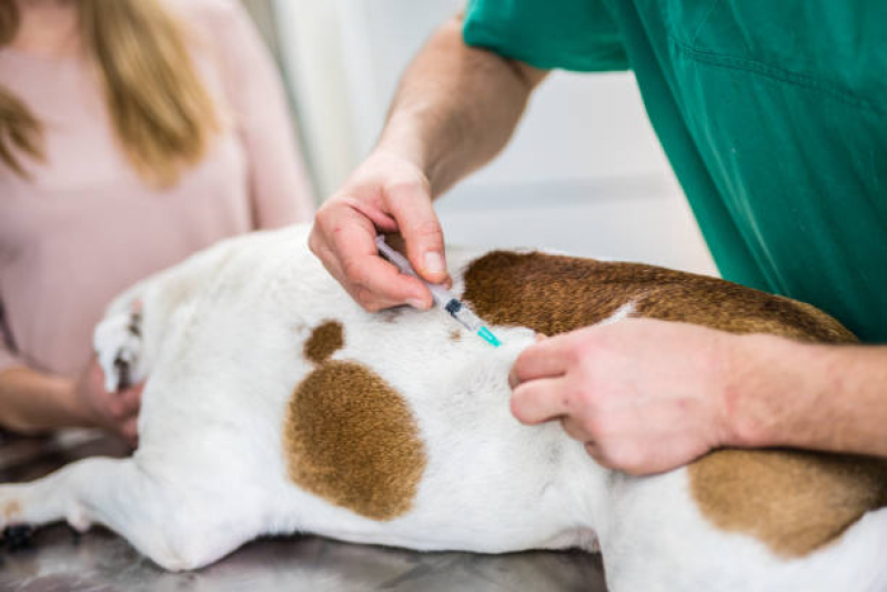 Aplicação de Vacina Leishmaniose Canina Jardim Adelaide - Vacina Leishmaniose Canina