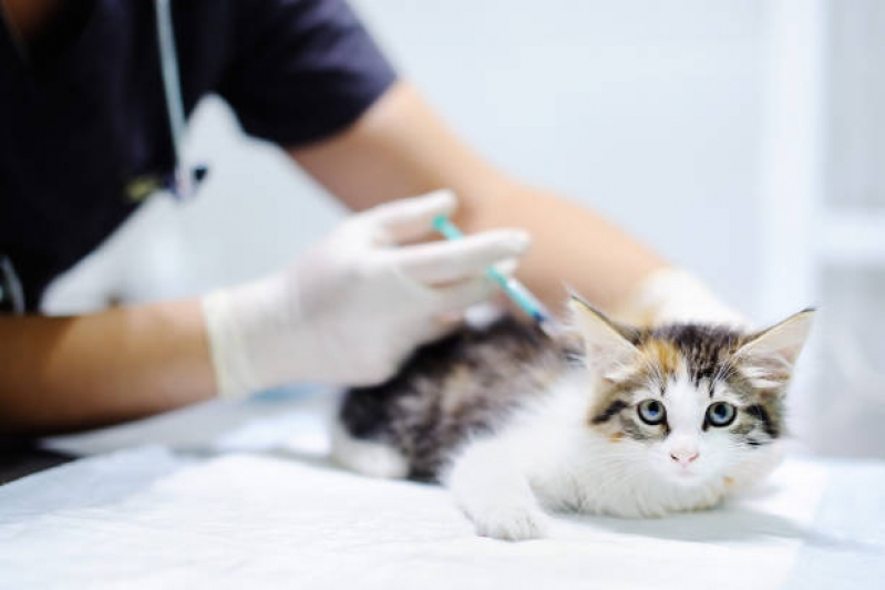 Aplicação de Vacina para Gatos Parque das Nações - Vacina Antirrábica Gato