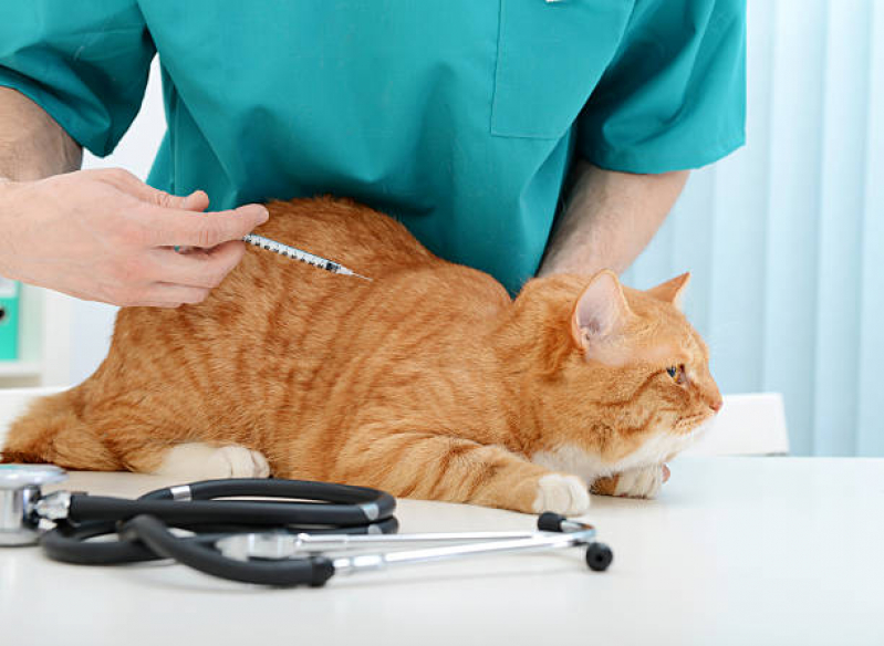 Aplicação de Vacina Polivalente Gatos Campineiro - Vacina para Gatos