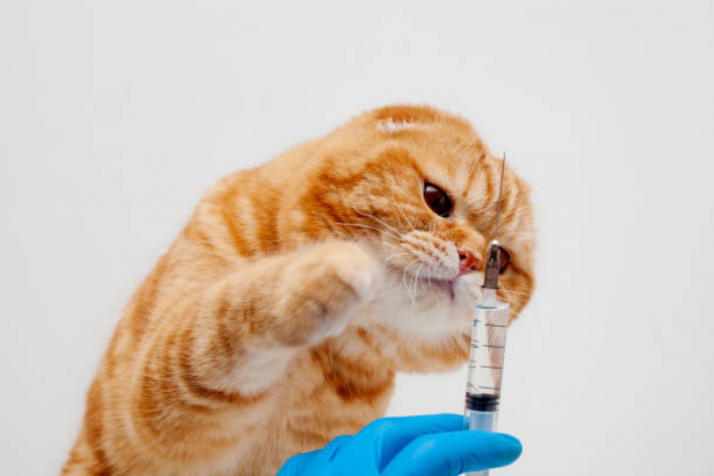 Aplicação de Vacina Quíntupla Felina Residencial Anauá - Vacinas V4 para Gatos