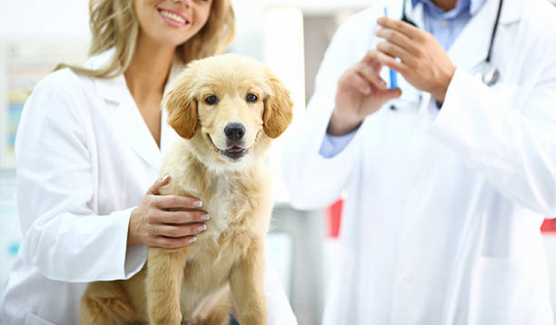 Aplicação de Vacina V10 para Cães Jardim Santa Clara Do Lago Ll - Vacina contra Gripe para Cães
