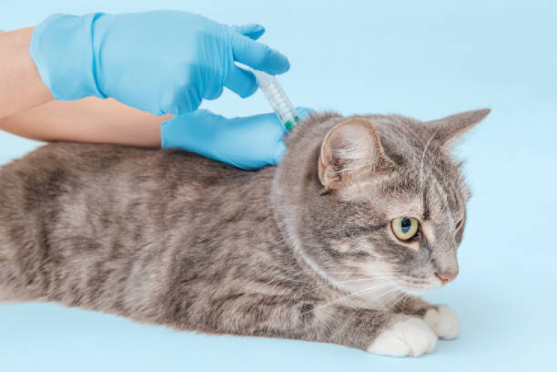 Aplicação de Vacina V4 para Gatos Paraíso Novo Ângulo - Vacina Antirrábica Animal