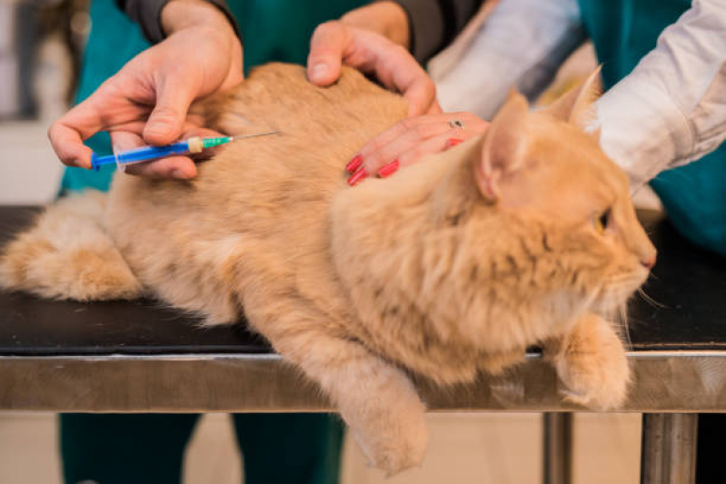 Aplicação de Vacina V5 para Gatos Remanso - Vacina V3 Gatos