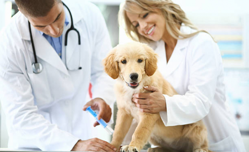 Aplicação de Vacinas para Cachorros Filhotes Jardim São Benedito - Vacina Polivalente Cachorro