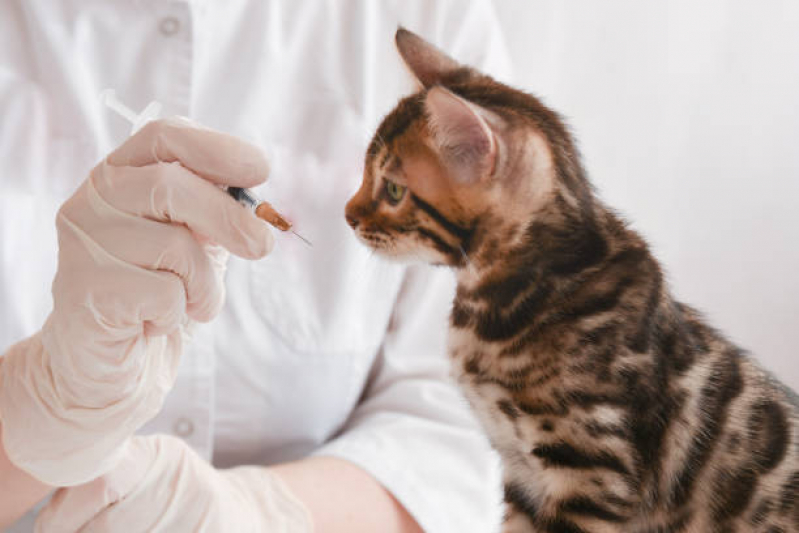 Aplicação de Vacinas para Gatos Filhotes Loteamento Recanto do Sol - Vacina de Gato