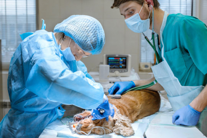 Cirurgia de Castração de Cachorro Marcar Jardim Amelia - Cirurgia de Castração em Filhote