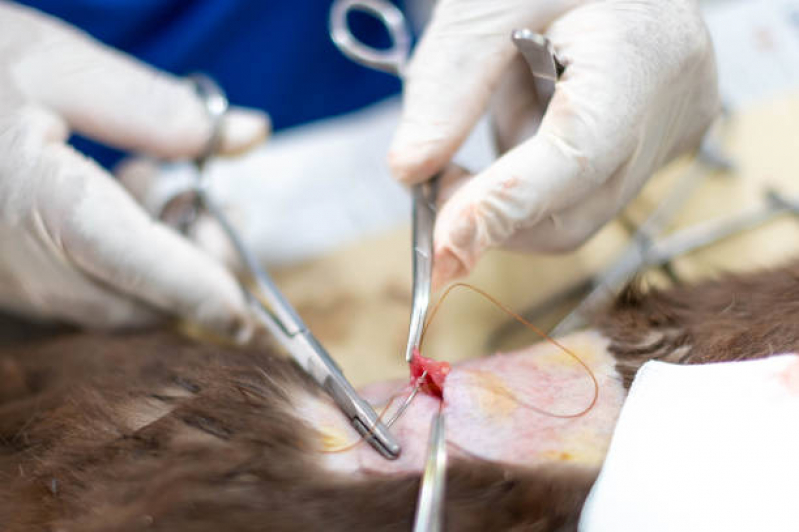 Cirurgia de Castração de Cachorros Parque Via Norte - Castração Cirurgia