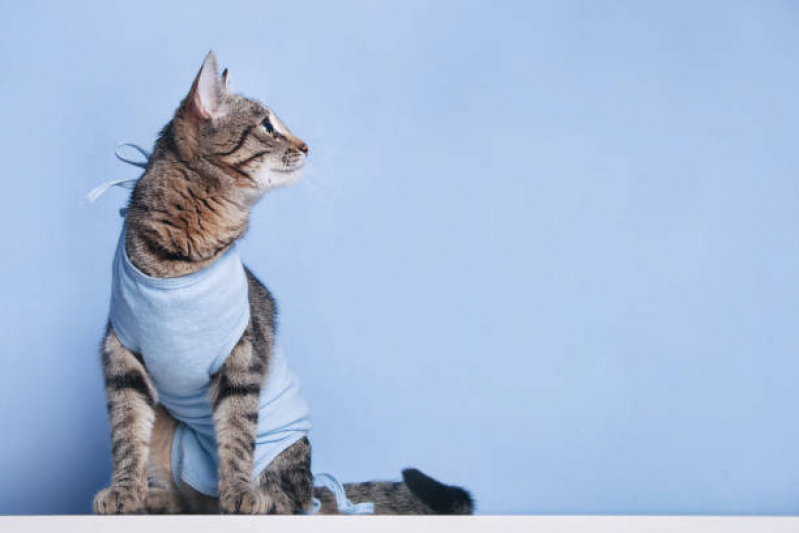 Cirurgia de Castração de Gatos Próximo de Mim Parque Gabriel - Castração de Gatos Próximo de Mim