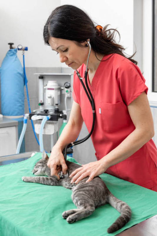 Cirurgia de Castração de Gatos Núcleo Santa Isabel - Castração para Gata