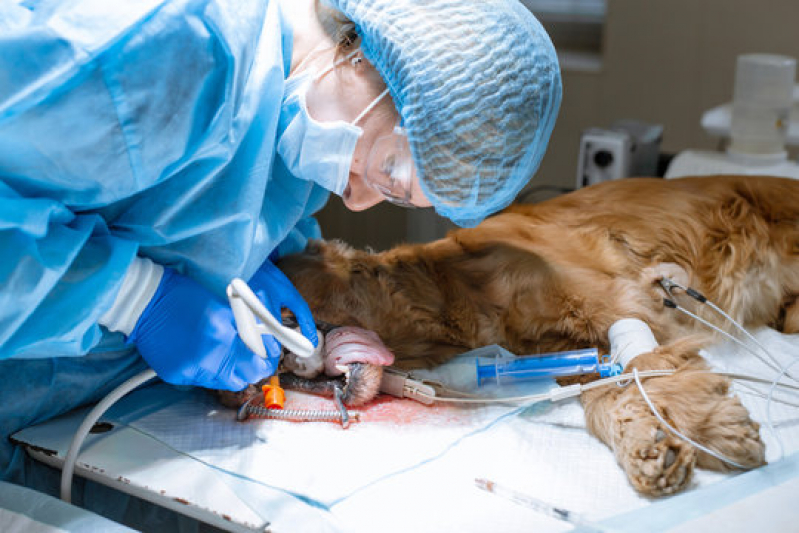Cirurgia em Animais Idosos Parque São Jorge - Cirurgia para Cachorro
