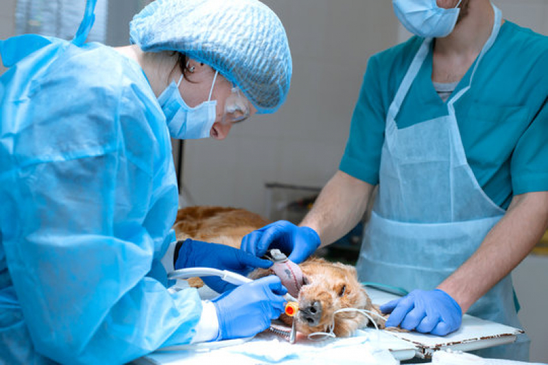 Cirurgia em Animais Vila Padre Anchieta - Cirurgia para Cachorros