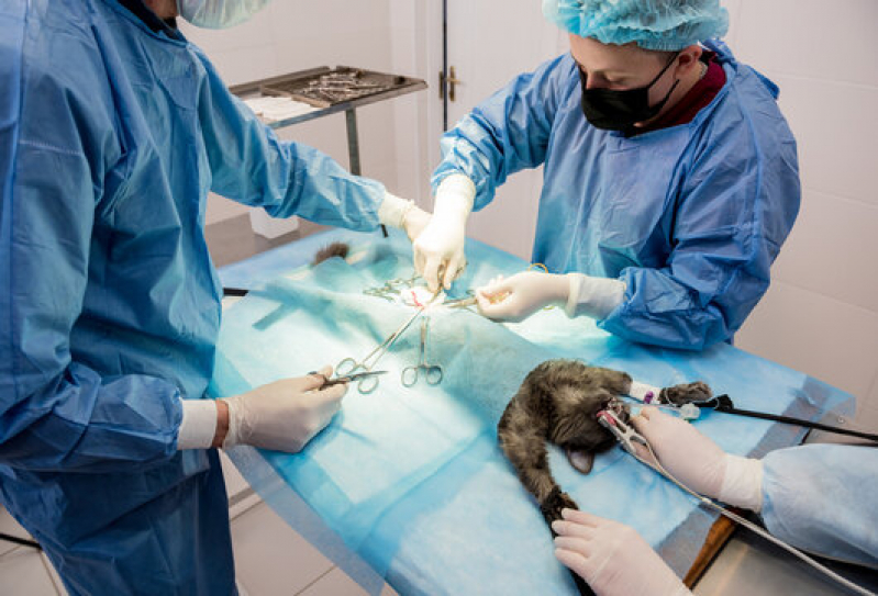 Cirurgia Gatos Jardim Minda - Cirurgia em Animais