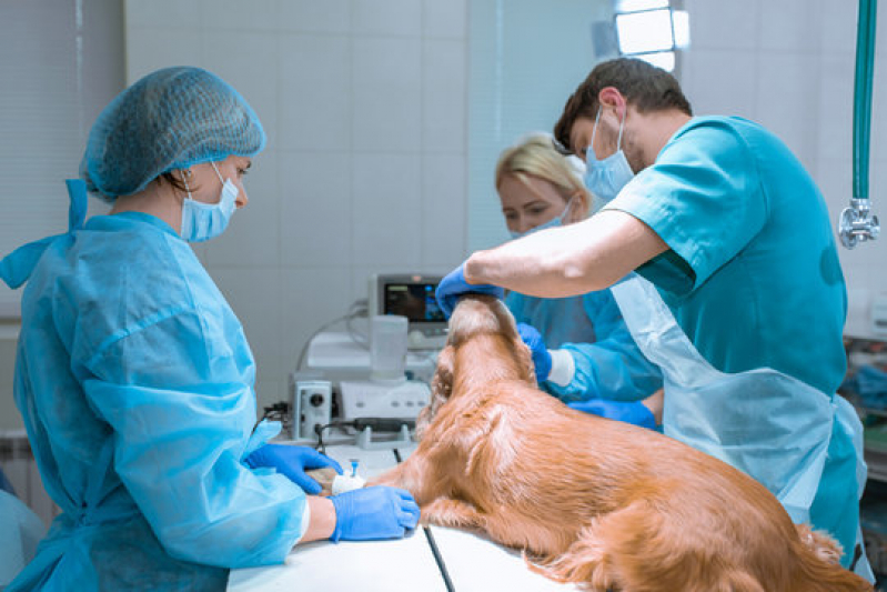 Cirurgia Oncológica Veterinária Jardim São Roque - Cirurgia Cachorro