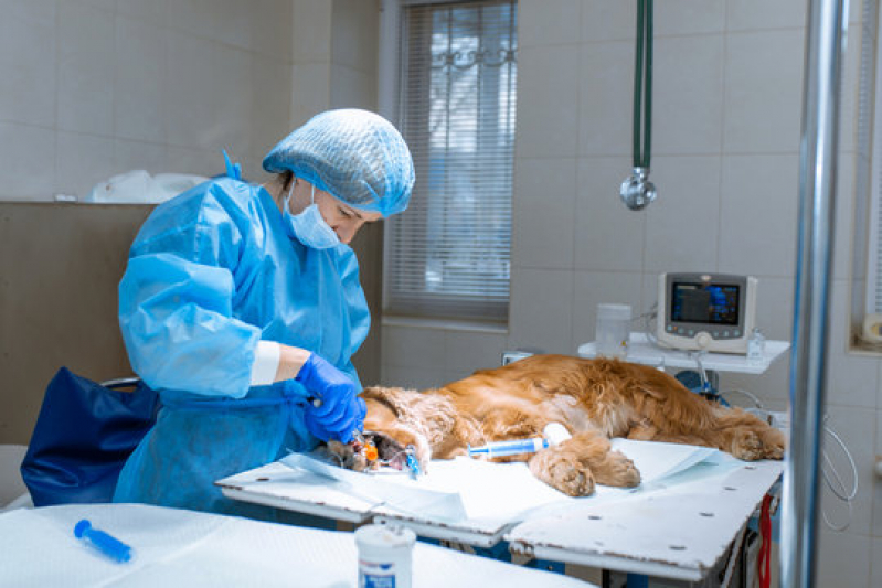Cirurgia para Cachorro Marcar Jardim São Bento - Cirurgias para Animais Hortolândia