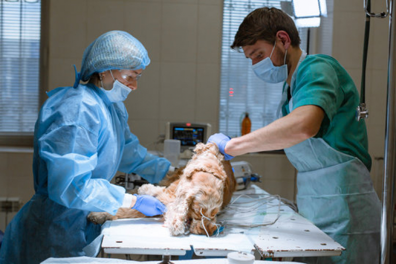 Cirurgia para Cachorro Jardim Boa Esperança - Cirurgia de Cesária em Animais