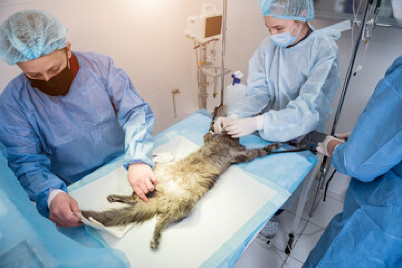 Cirurgia para Castrar Cachorro Marcar Jardm São Jorge II - Cirurgia para Castrar Cachorro