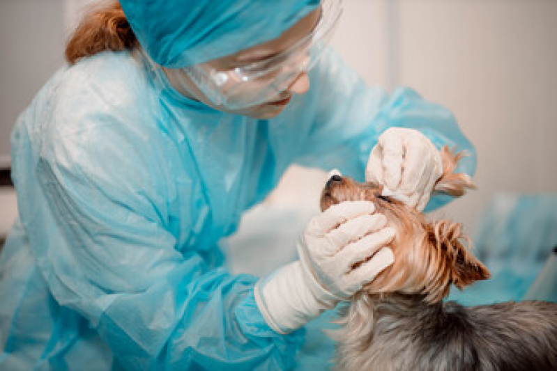 Cirurgia para Castrar Cachorro Jardim Primavera - Cirurgia de Castração em Filhote