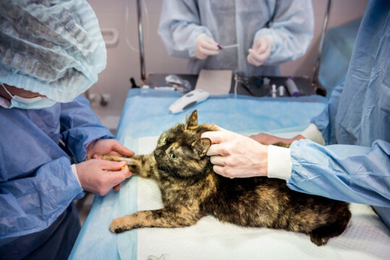 Cirurgia Reconstrutiva Veterinária Jardim Residencial Firenze - Cirurgia Cachorro