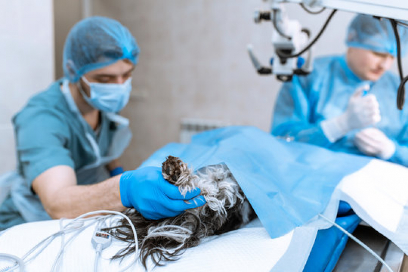 Cirurgia Ruptura Ligamento Cruzado Cães Agendar Jardim Rosolém - Cirurgia Vet