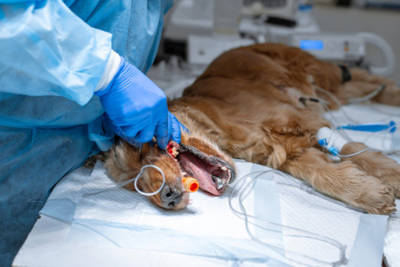 Cirurgia Ruptura Ligamento Cruzado Cães Marcar Jardim Paulistano - Cirurgia em Animais