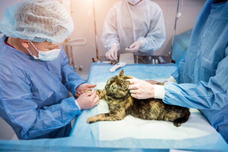 Cirurgia Vet Agendar Jardim Marchissolo - Cirurgia em Animais