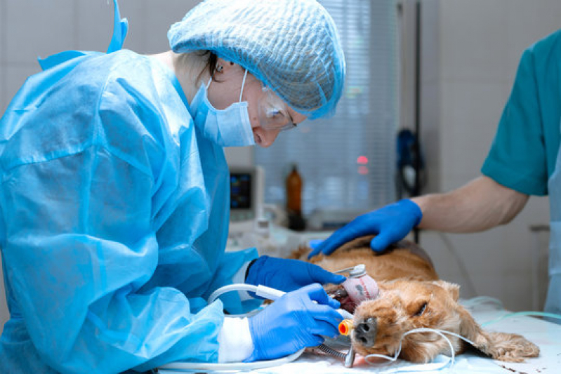 Clínica com Cirurgia Cachorro Jardim São Jorge - Cirurgia Oncológica Veterinária