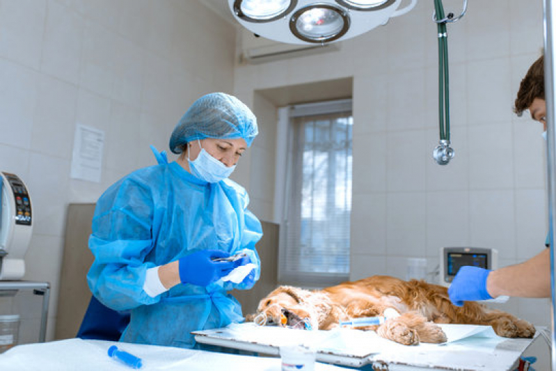 Clínica com Cirurgia Oncológica Veterinária Parque Terras de Santa Maria - Cirurgia em Animais