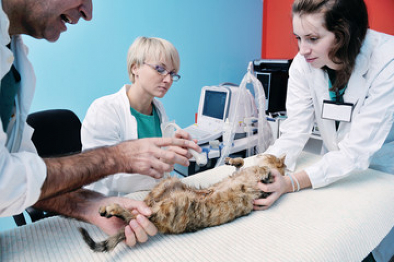 Clínica com Cirurgia para Cachorros Jardim Girassol - Cirurgia Ruptura Ligamento Cruzado Cães