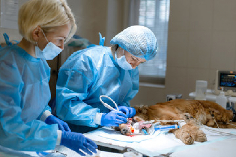 Clínica com Cirurgia Pet Residencial Jardim de Mônaco - Cirurgia Oncológica Veterinária