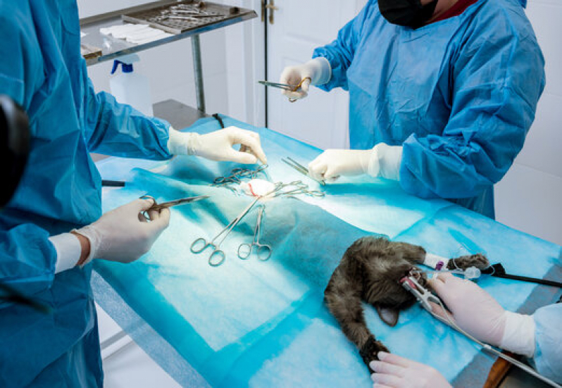 Clínica com Cirurgia Vet Jardim do Brás - Cirurgia para Cachorros