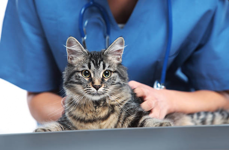 Clínica com Consulta Veterinária para Felino Jardim Malta - Consulta para Gato