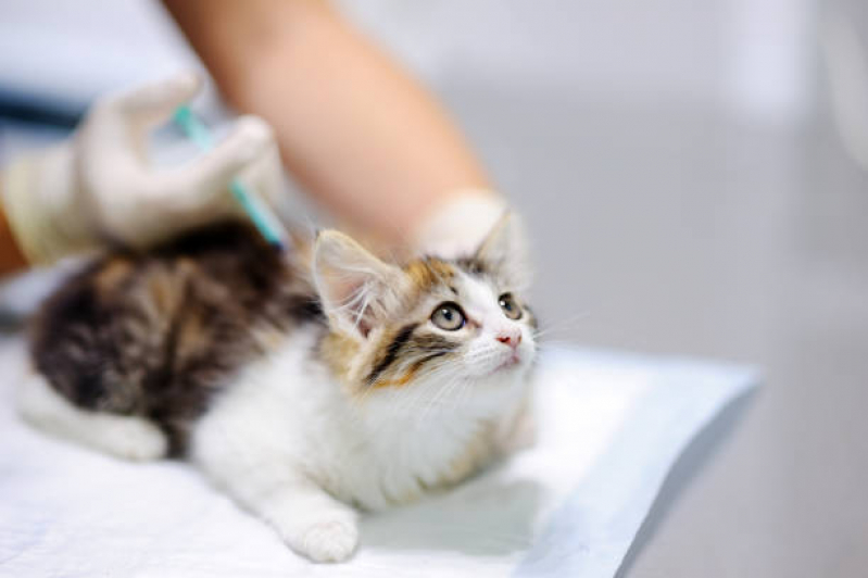 Clínica com Vacina da Raiva para Gatos Jardim Interlagos - Vacina Fiv e Felv