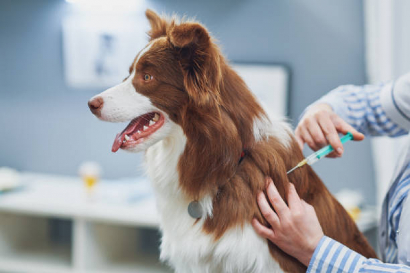 Clínica com Vacina para Filhotes de Cachorro Jardim Estrela - Vacina Cachorro