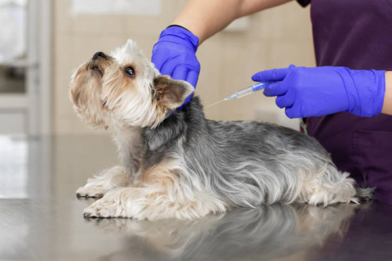 Clínica com Vacina para Raiva Cachorro Jardim Stella - Vacina Importada para Cachorro