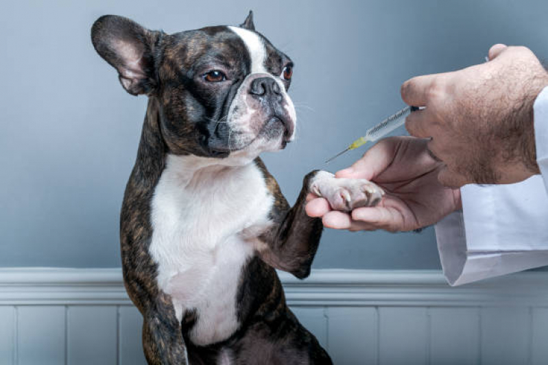 Clínica com Vacina Polivalente Cachorro Parque Péron - Vacina de Cachorro
