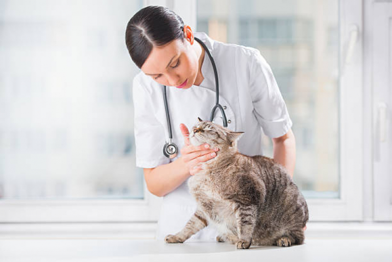 Clínica para Castrar Gatos Remanso - Clínica Veterinária para Castrar Gatos