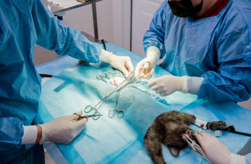 Clínica para Cirurgia Reconstrutiva Veterinária Jardim Nova Boa Vista - Cirurgia Pet